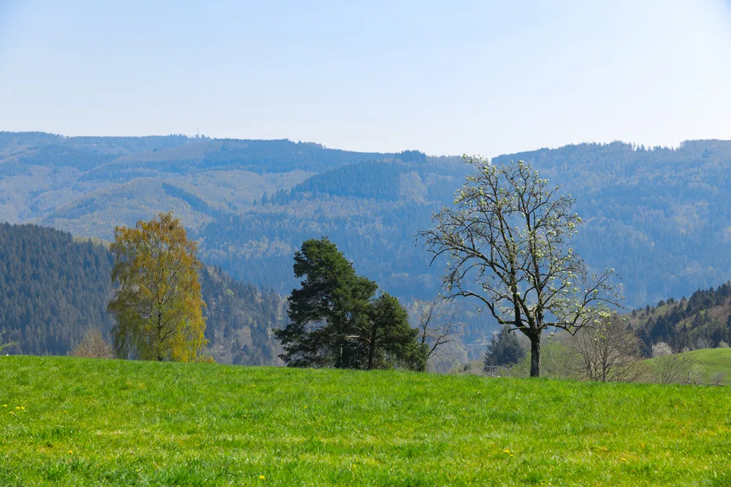 Gasthof Hirschen — photo 63