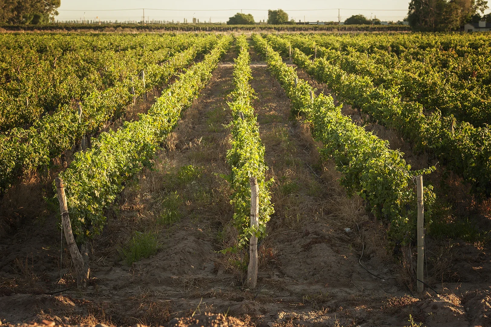 Martino Wines — photo 19