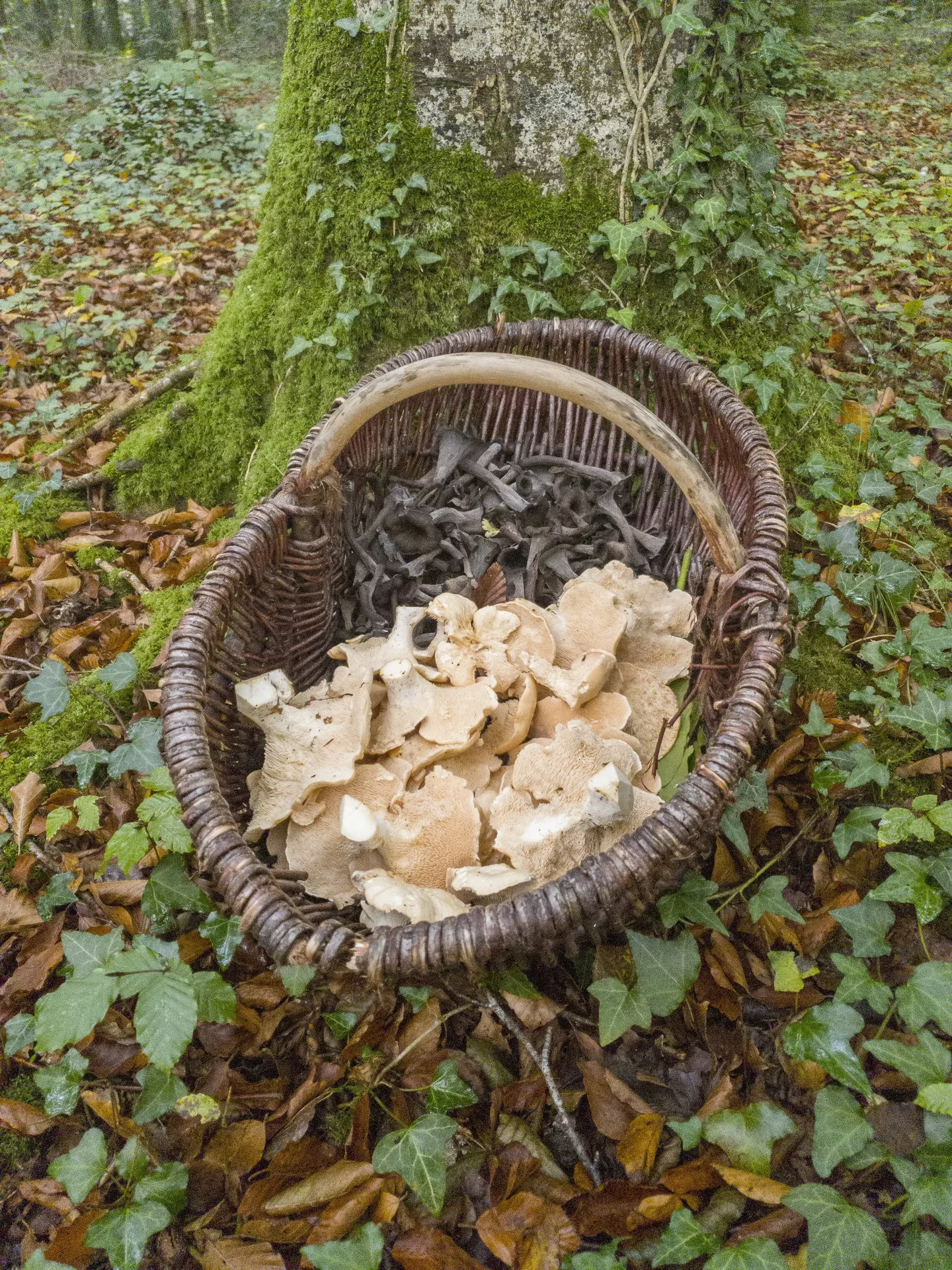 Annwn — photo 22