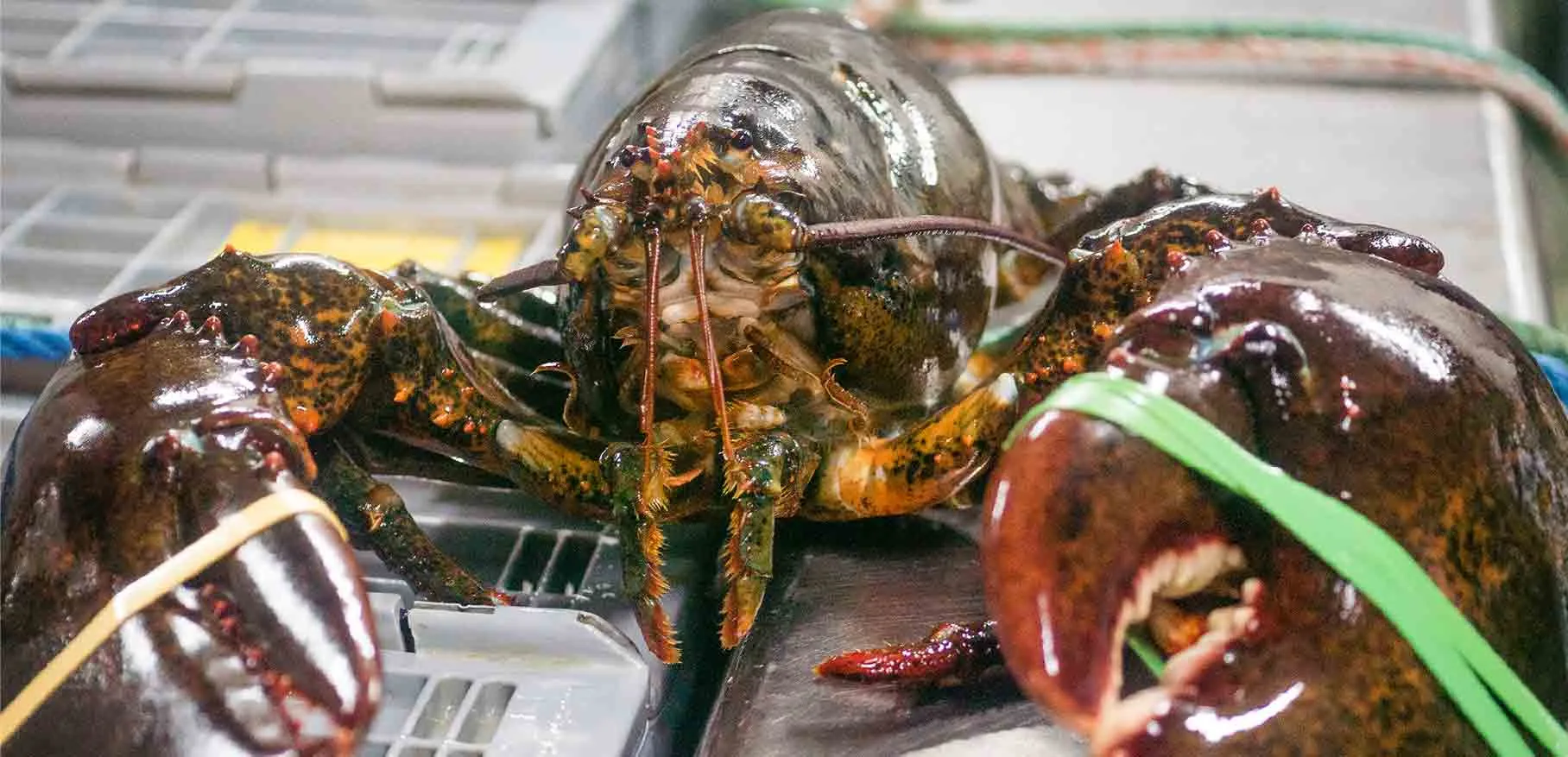 New England Lobster Eatery — photo 14