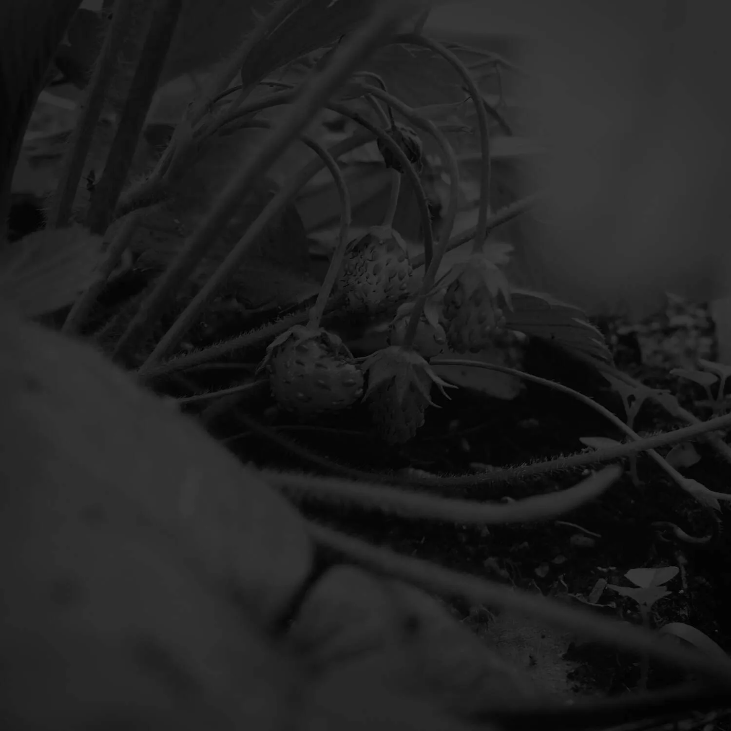 Yuan — photo 13