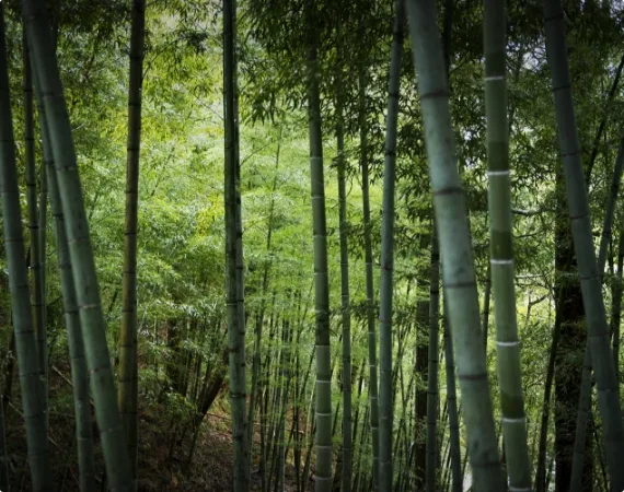 KAIKATEI sou-an — photo 46