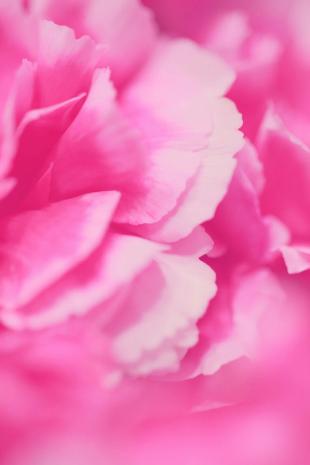 flora. — photo 26
