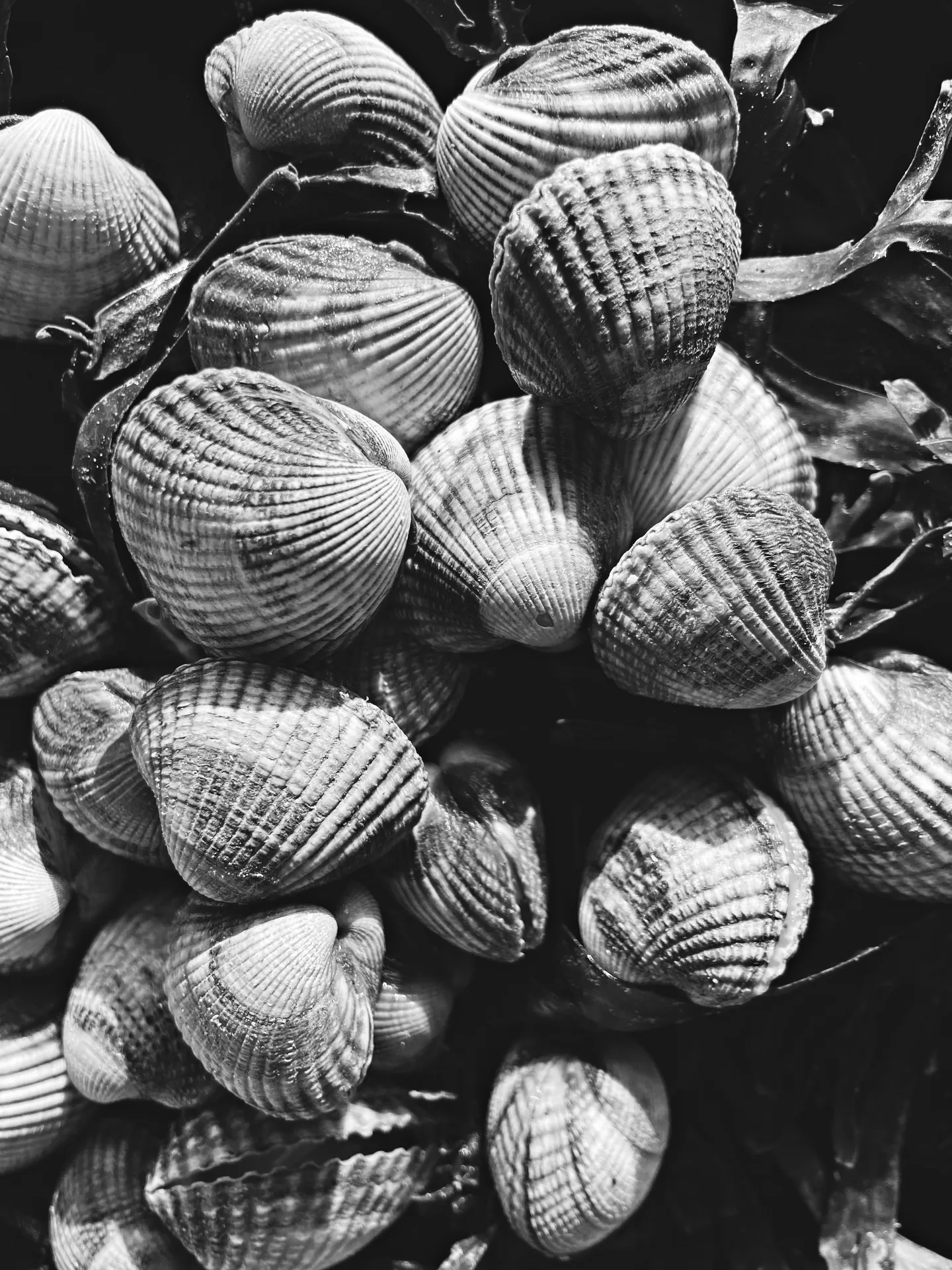Sepia — photo 62