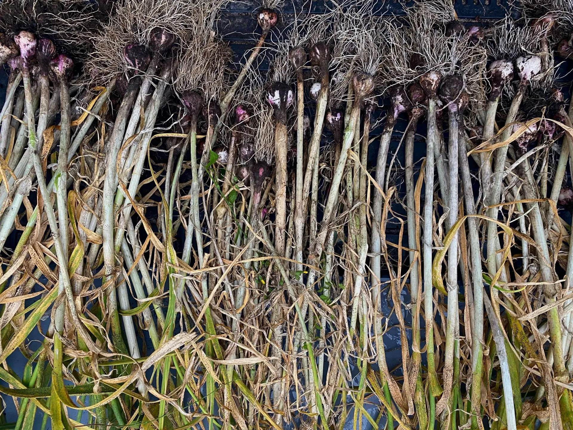 Thyme — photo 4