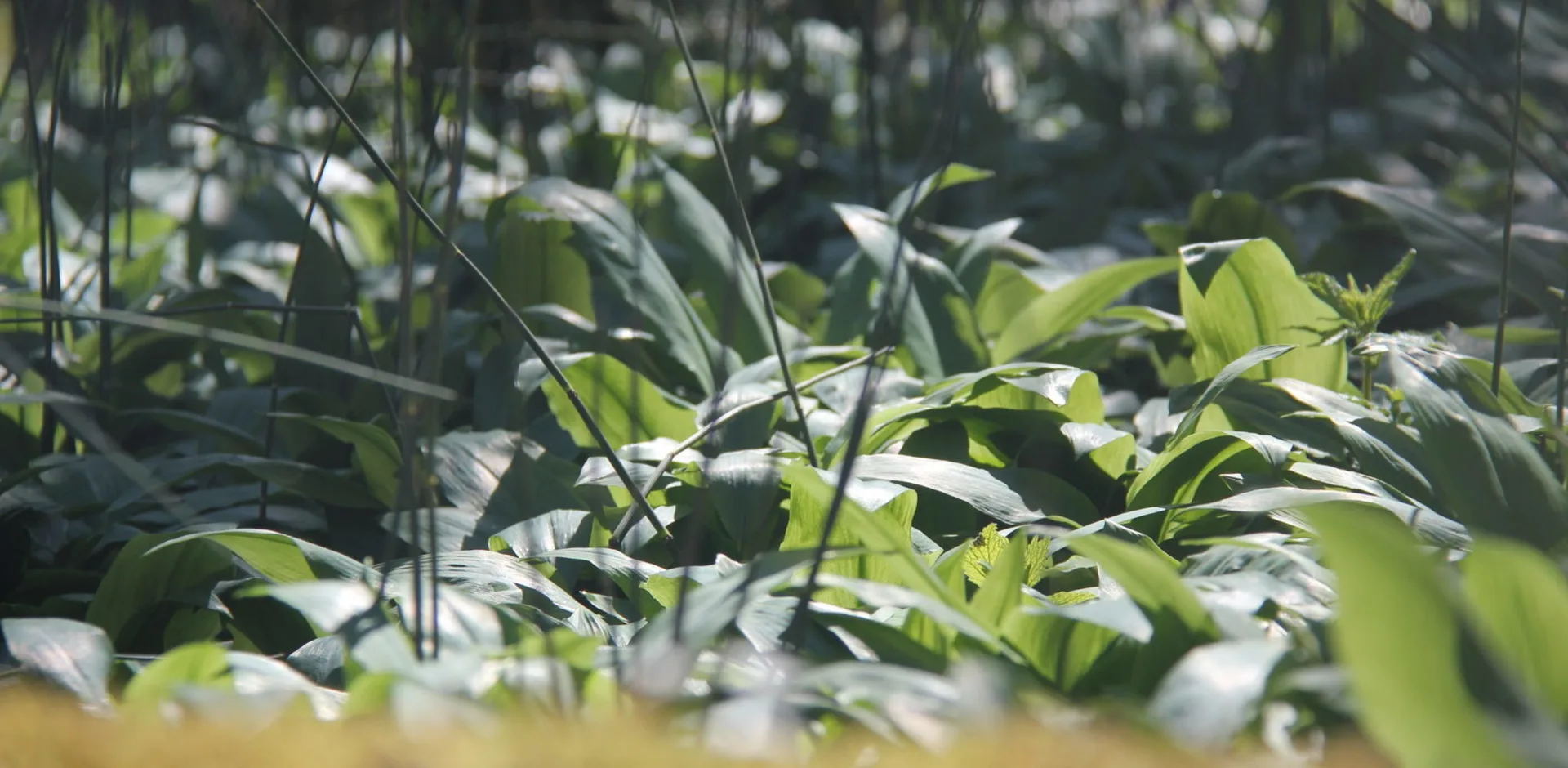 En Pleine Nature — photo 9