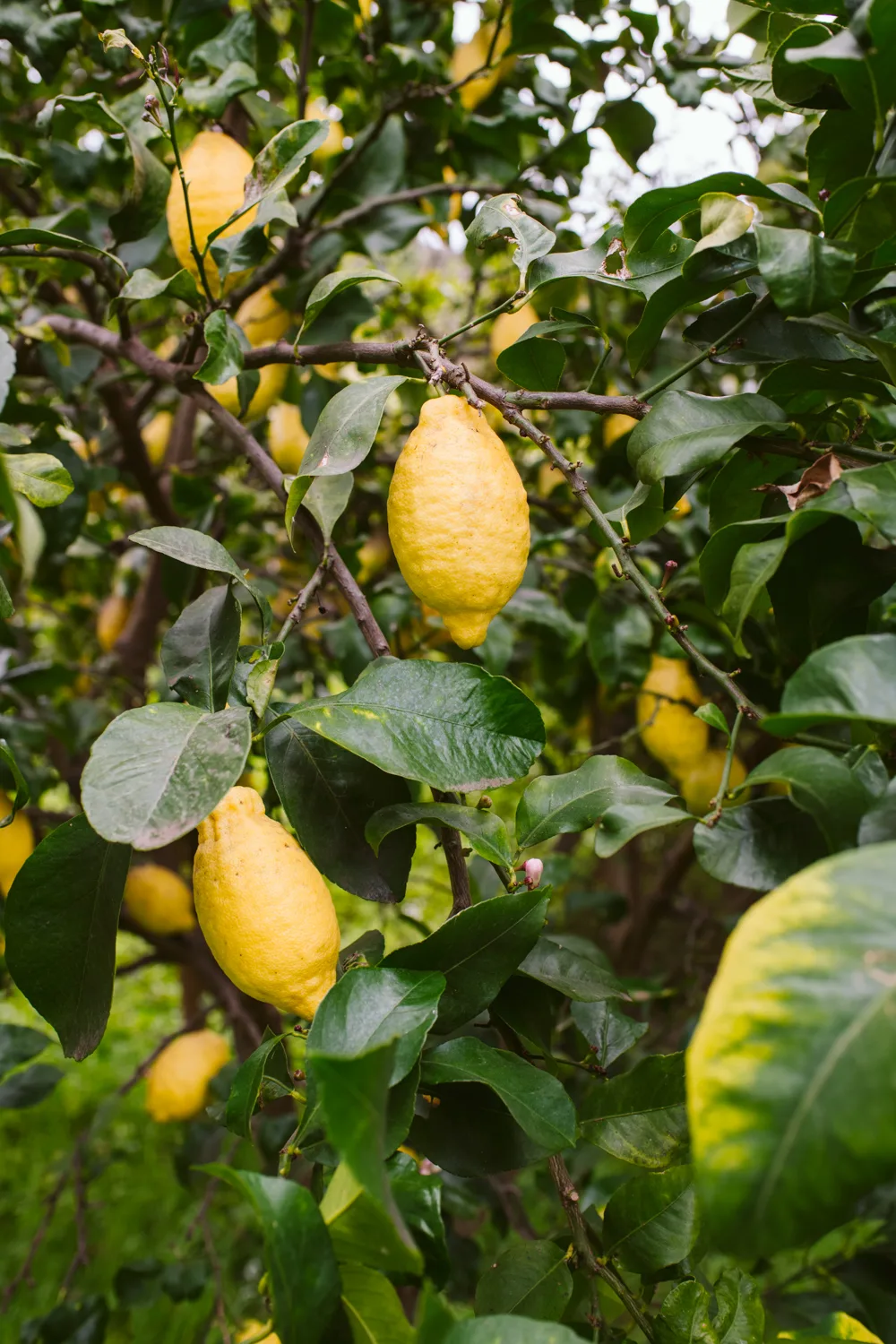 Agricuoco — photo 96