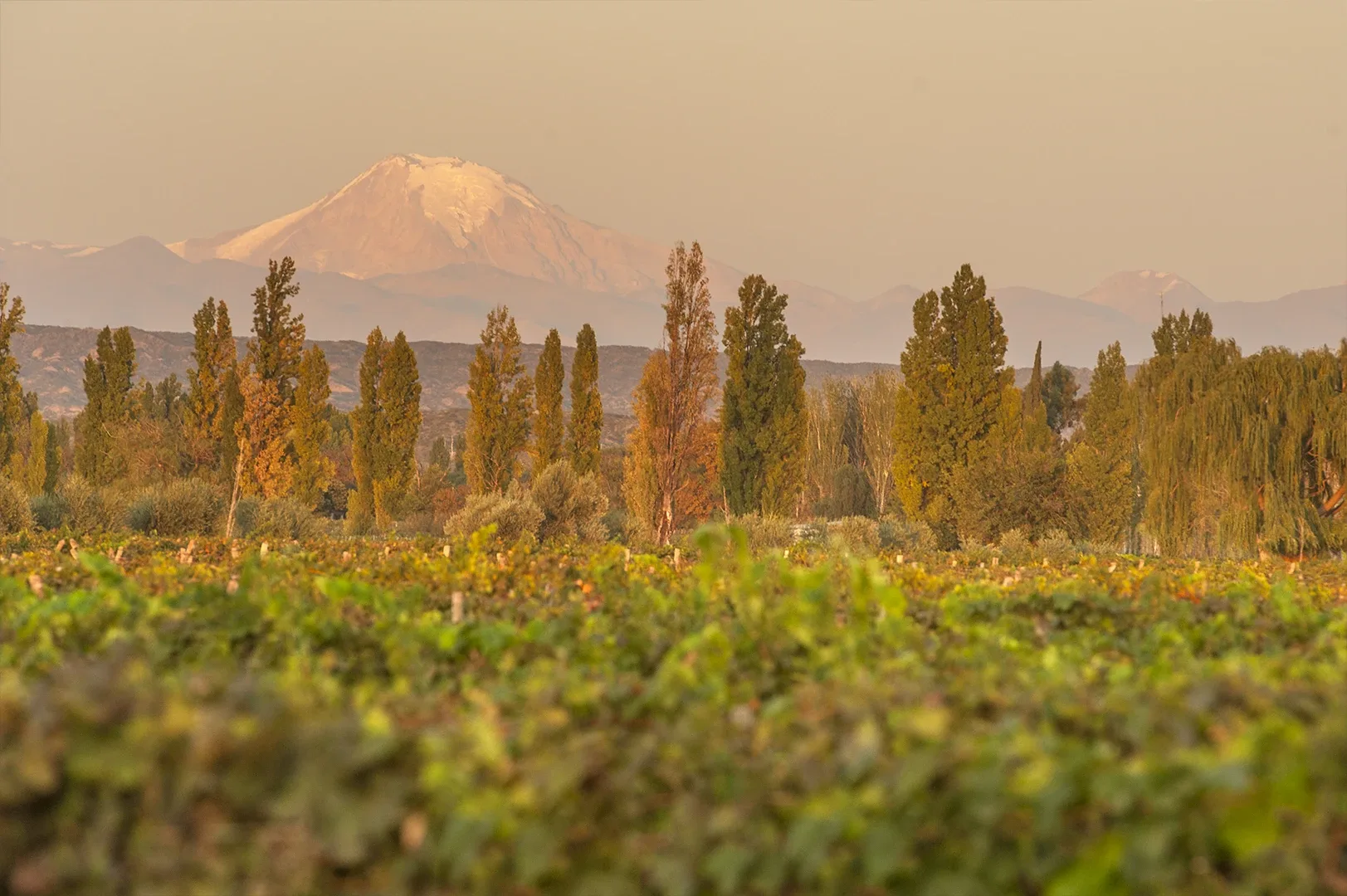 Martino Wines — photo 8