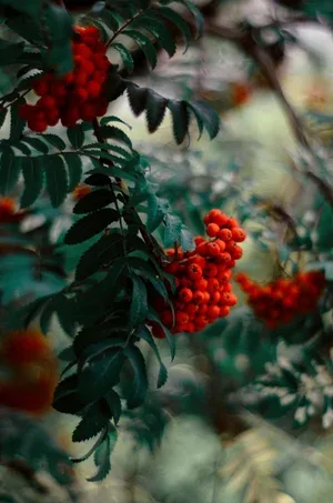 Talvo — food