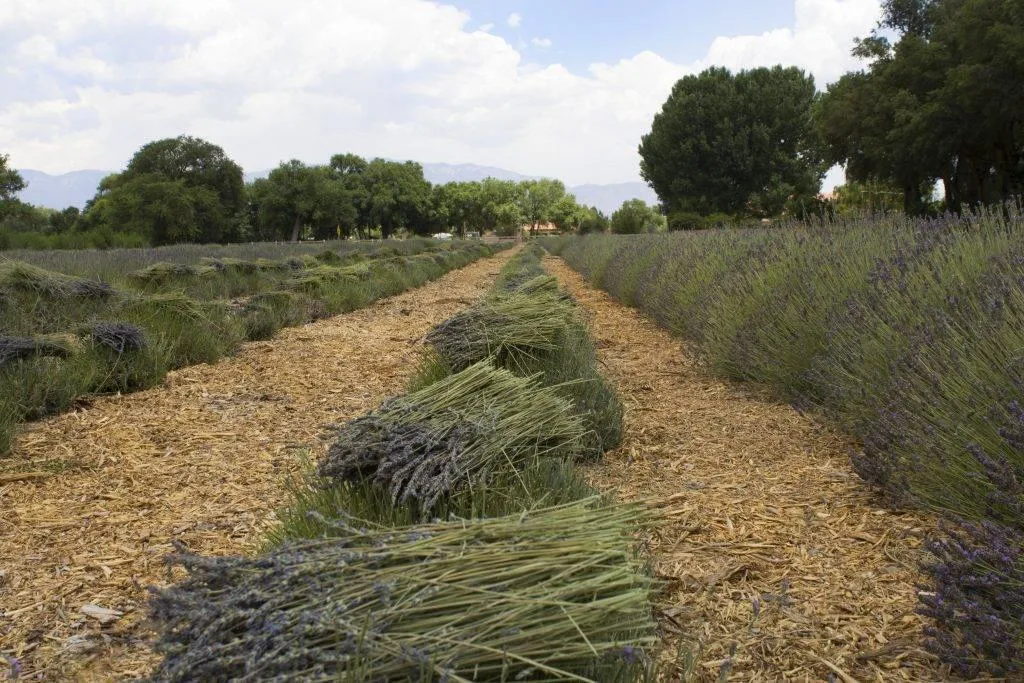Campo — photo 23