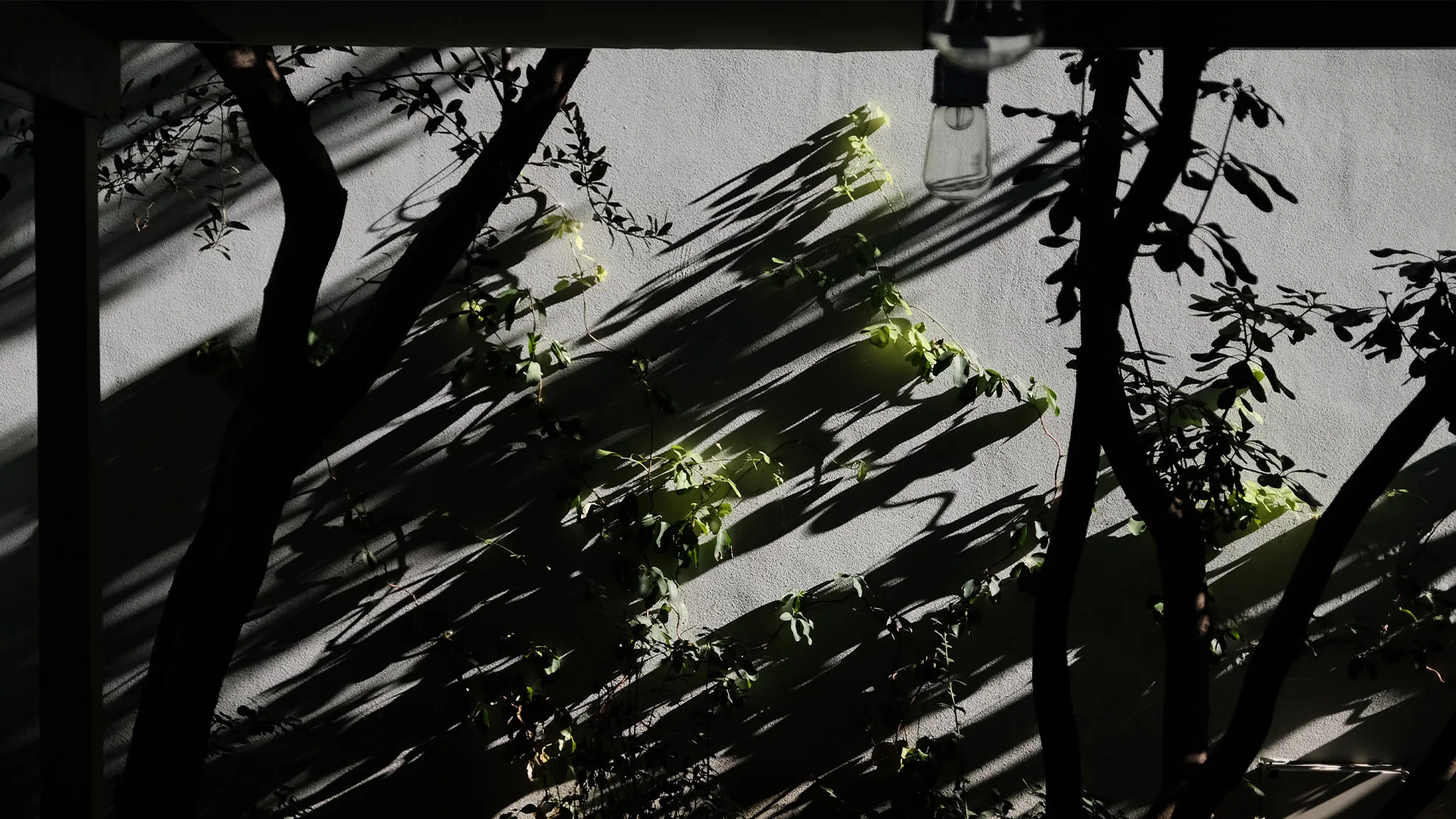 La Limonaia — photo 11