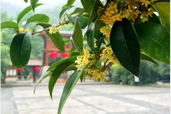 Xiang Lin Tian Xia — food