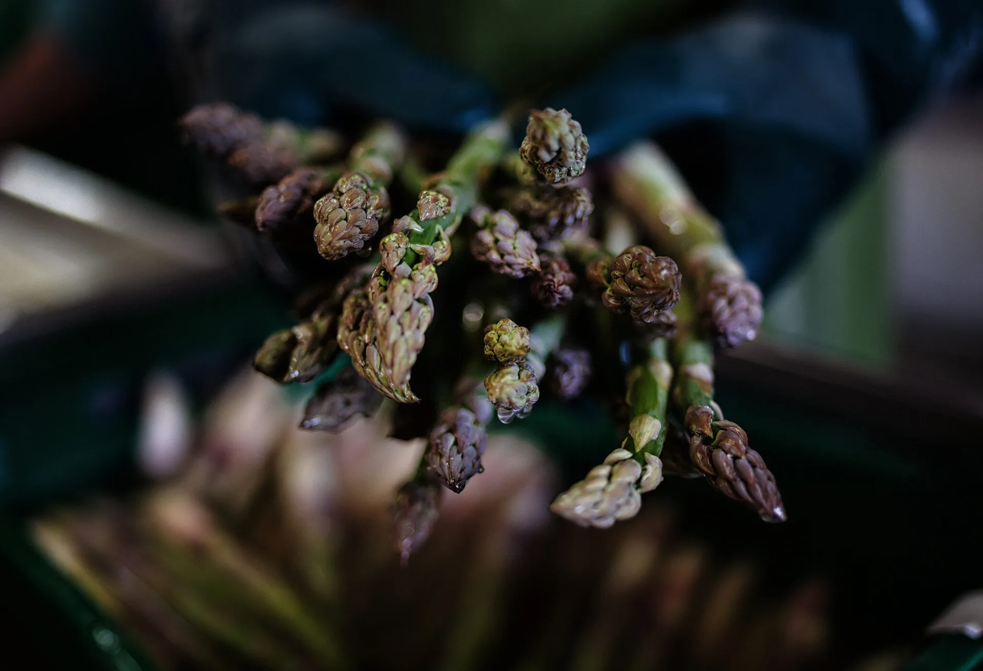 Mangold — photo 10