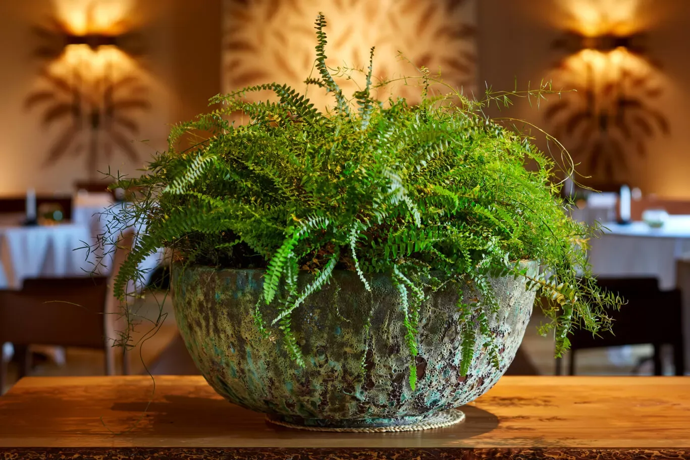 Fernery — photo 101
