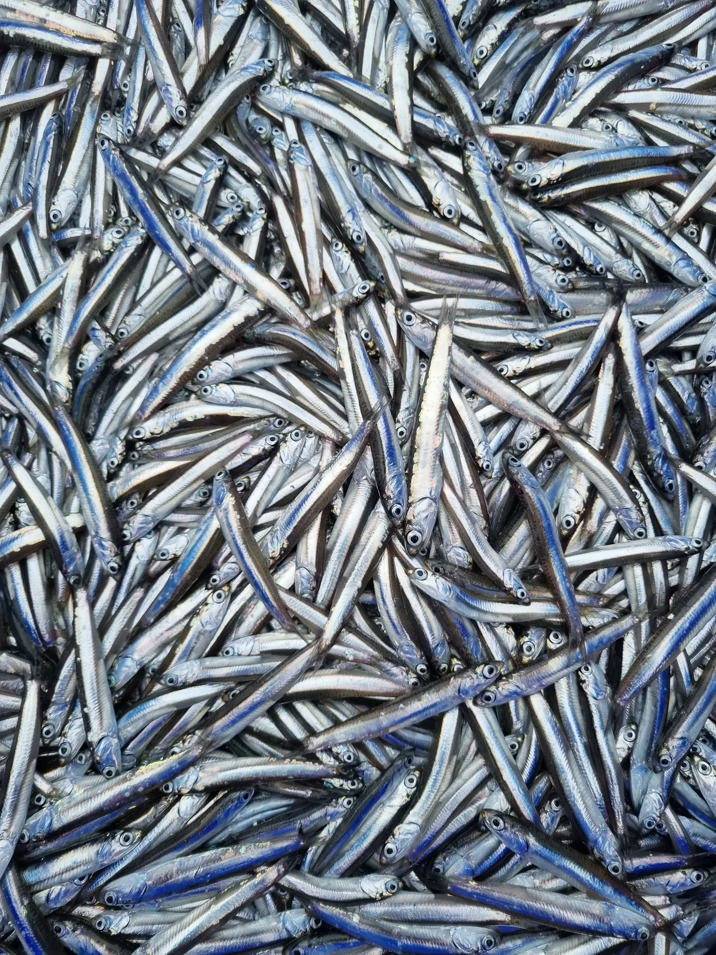 Anchovy — photo 5