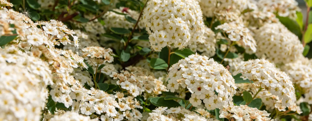 hortensia — food