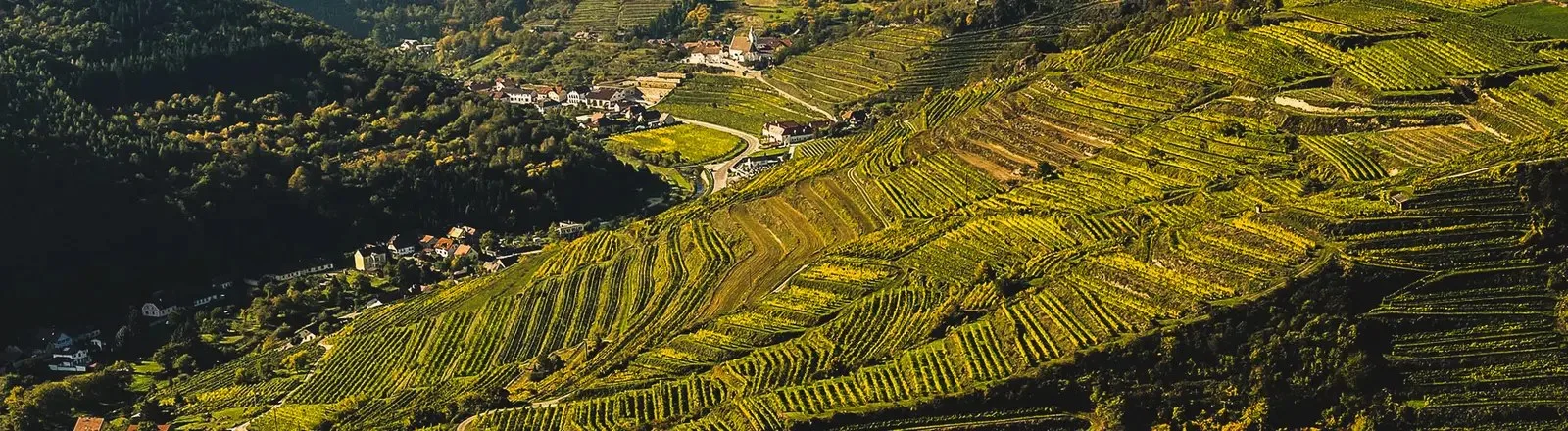 Weingut Nigl — photo 42