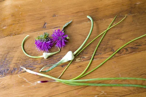 Edulis — photo 4