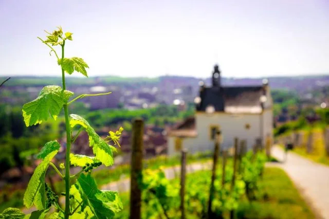 Ehrbar Fränkische Weinstube — photo 28