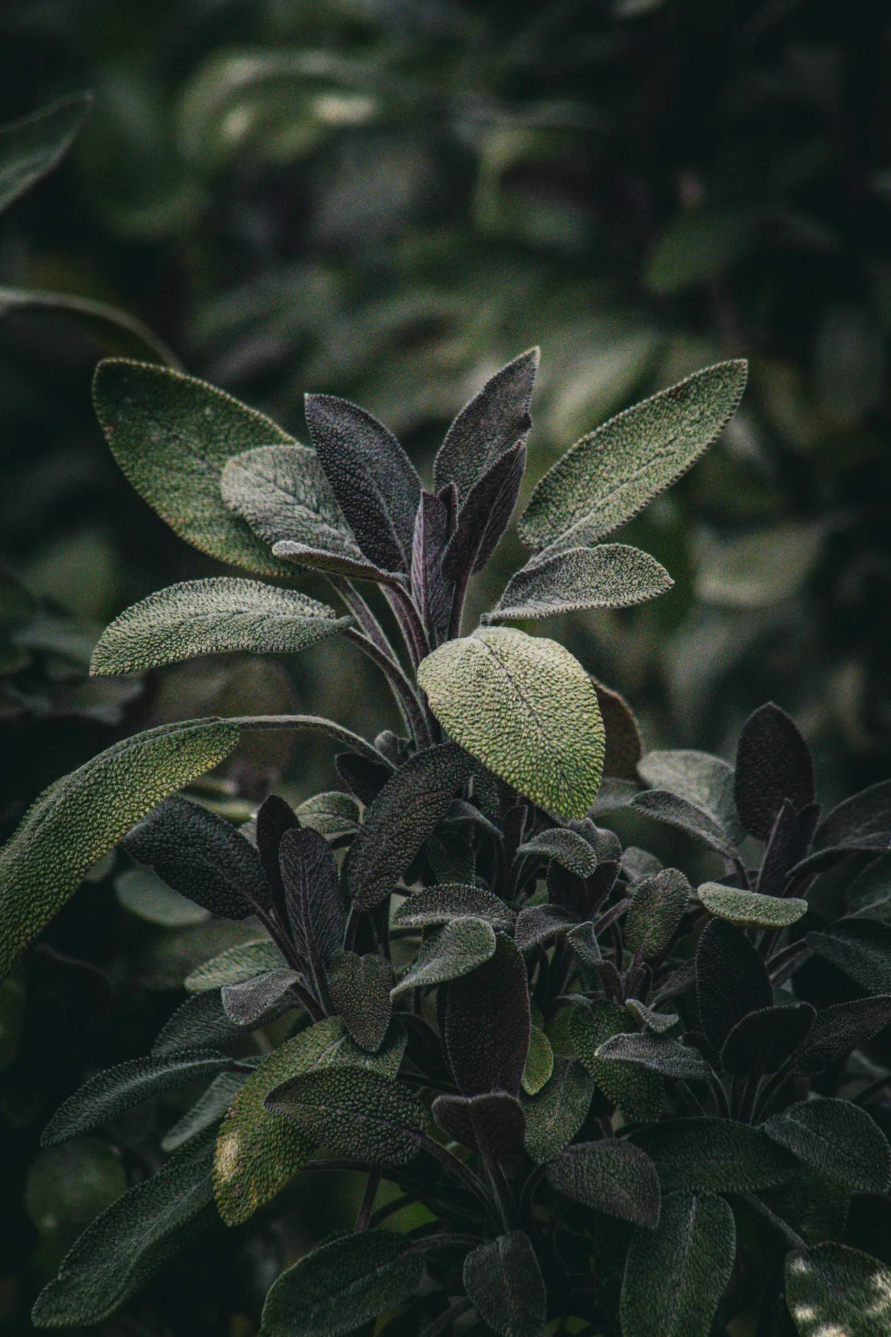 flora. — photo 43