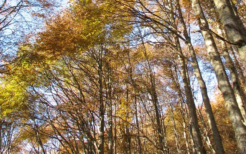 Al Fogher — photo 47