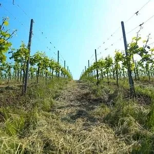 Weingut Weber — photo 18