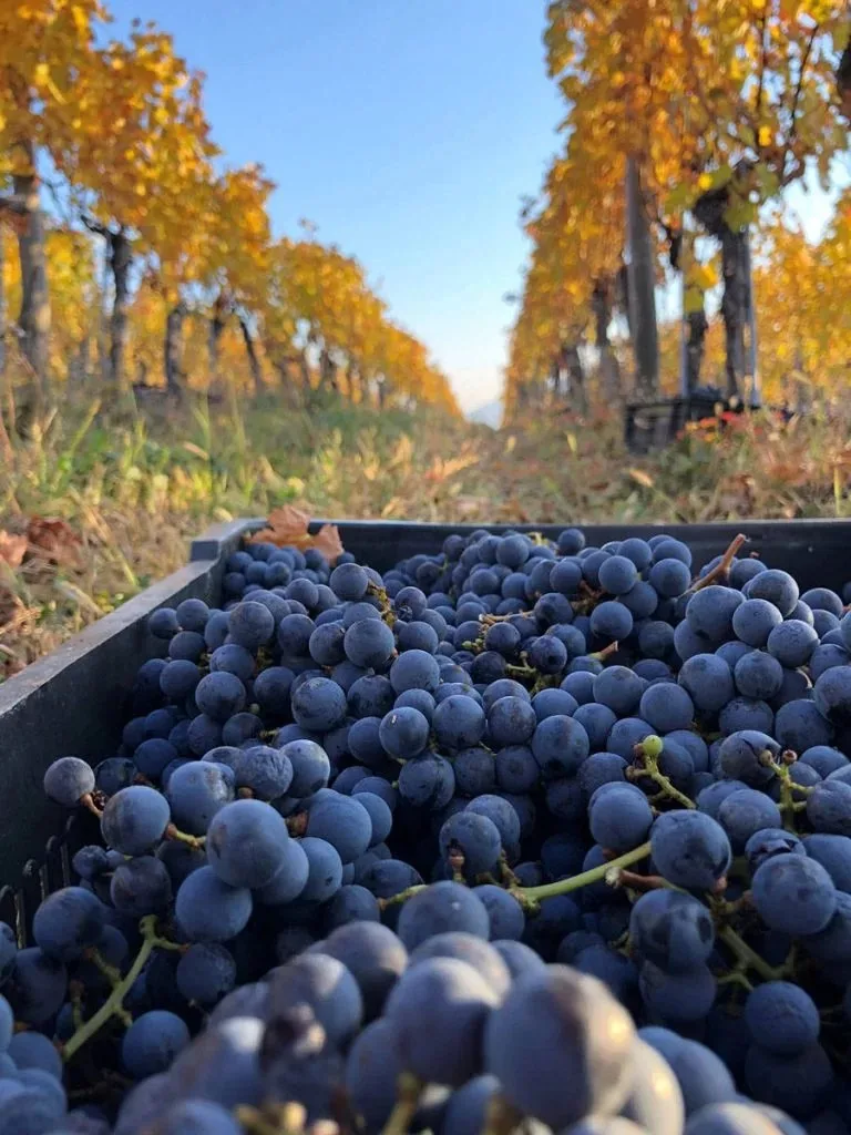 VINARIJA TARPOŠ — photo 34