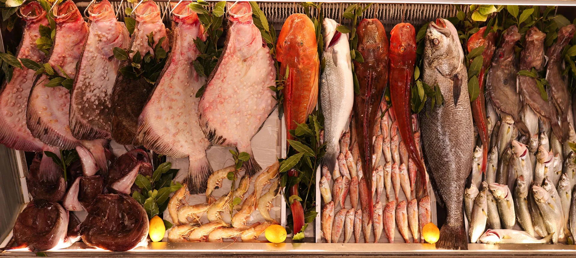 Calipso Fish — photo 18