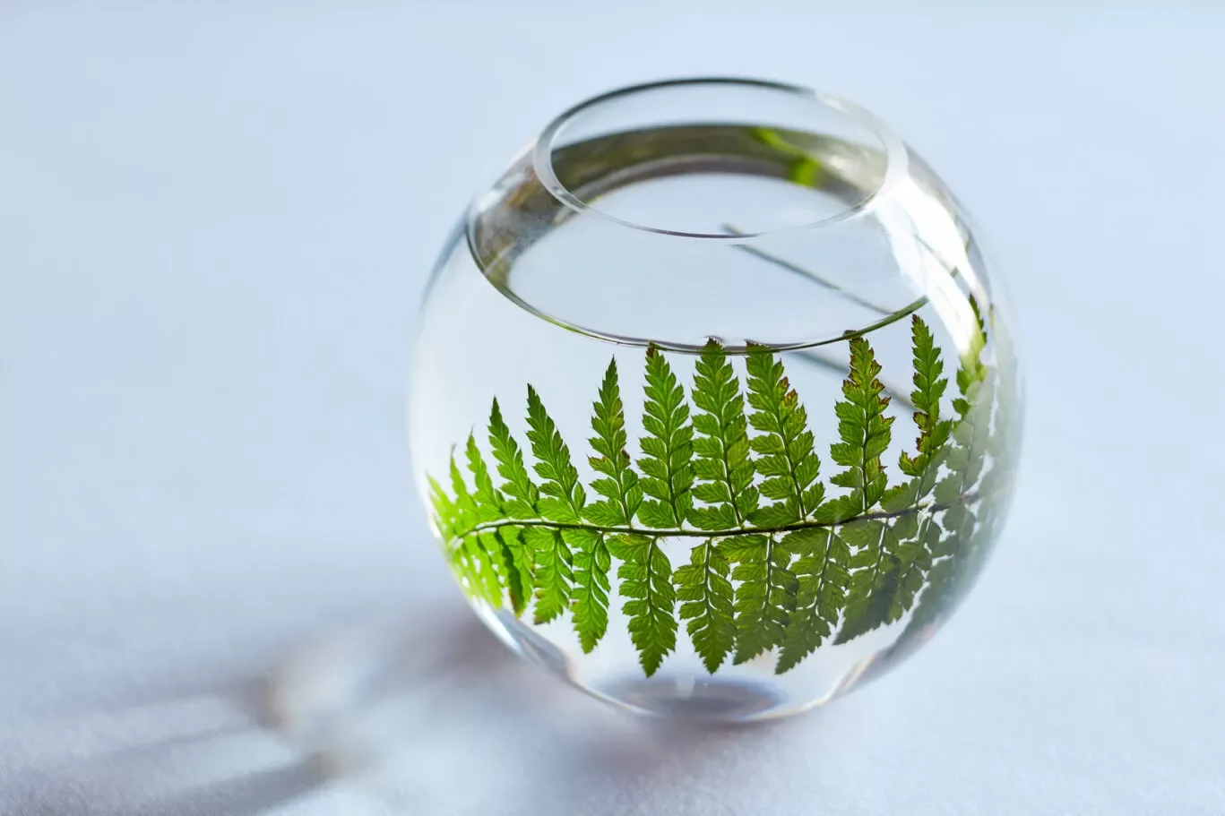 Fernery — photo 25