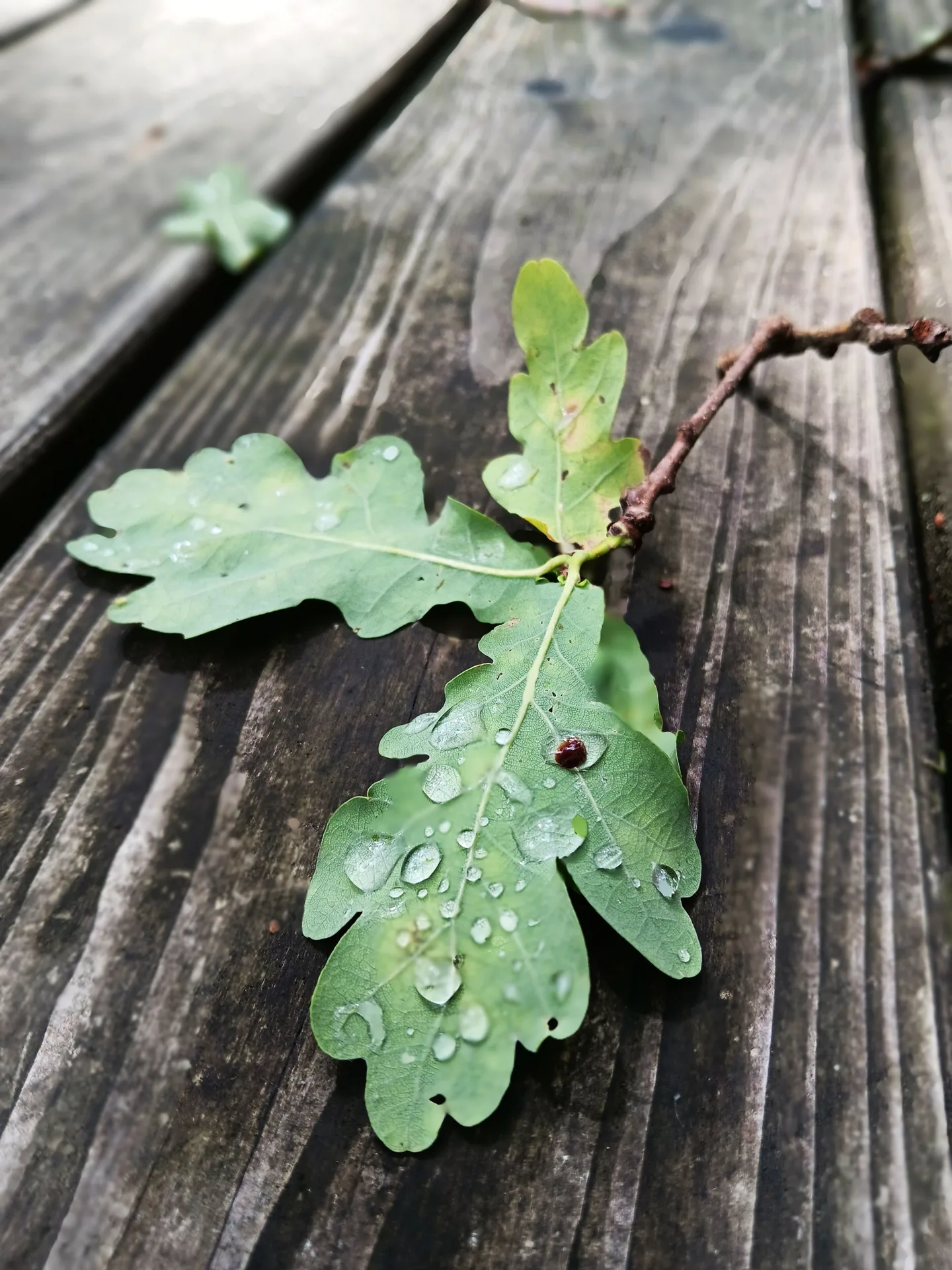 Coprin — food