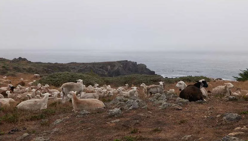 The Sea Ranch Lodge — atmosphere