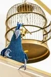 Blue Cockatoo — food