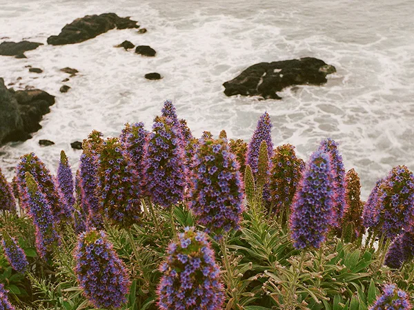 The Sea Ranch Lodge — photo 83