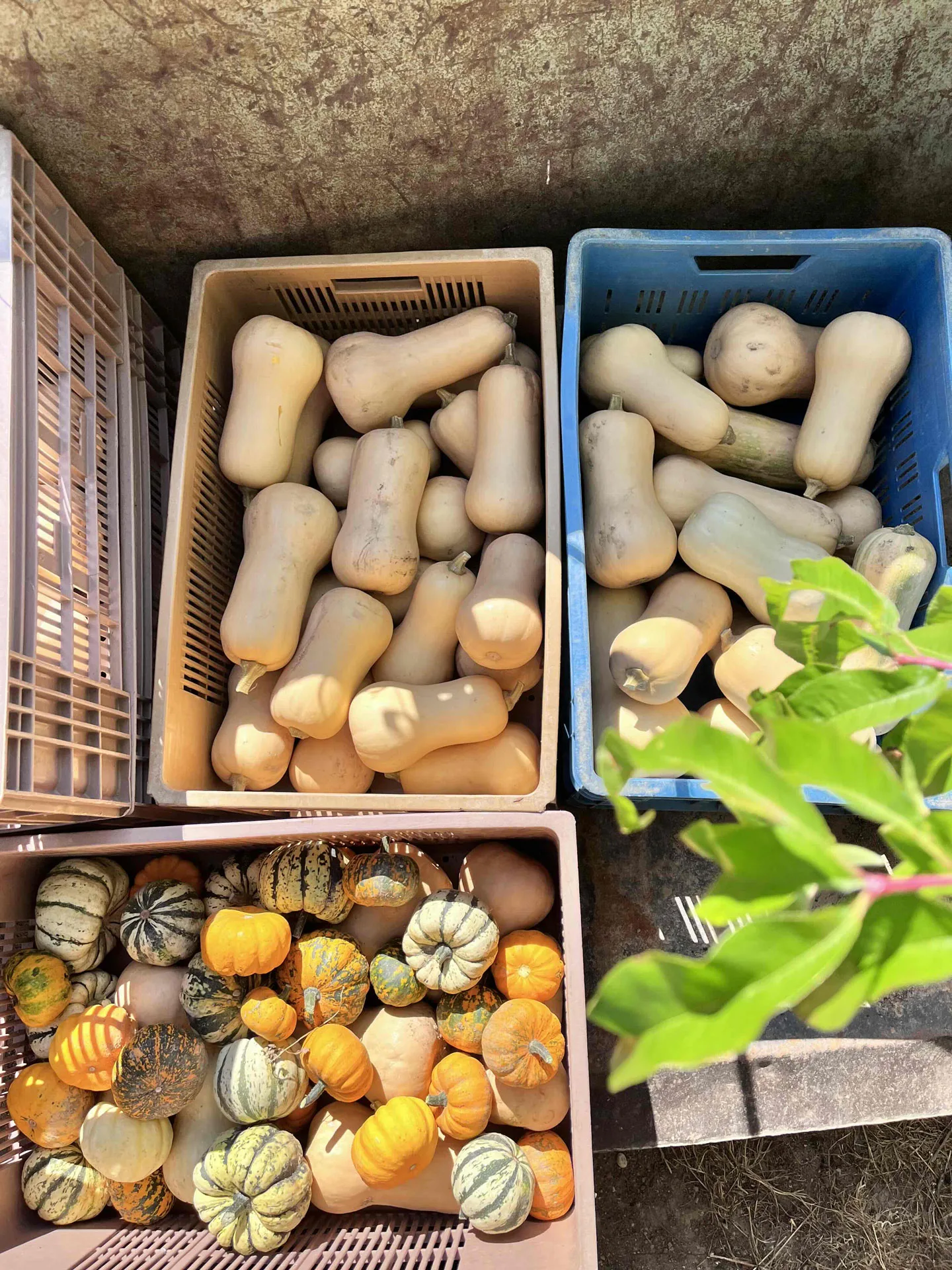 Le Canut et les Gones — photo 6