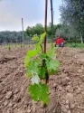 Agritur Calvola — photo 47