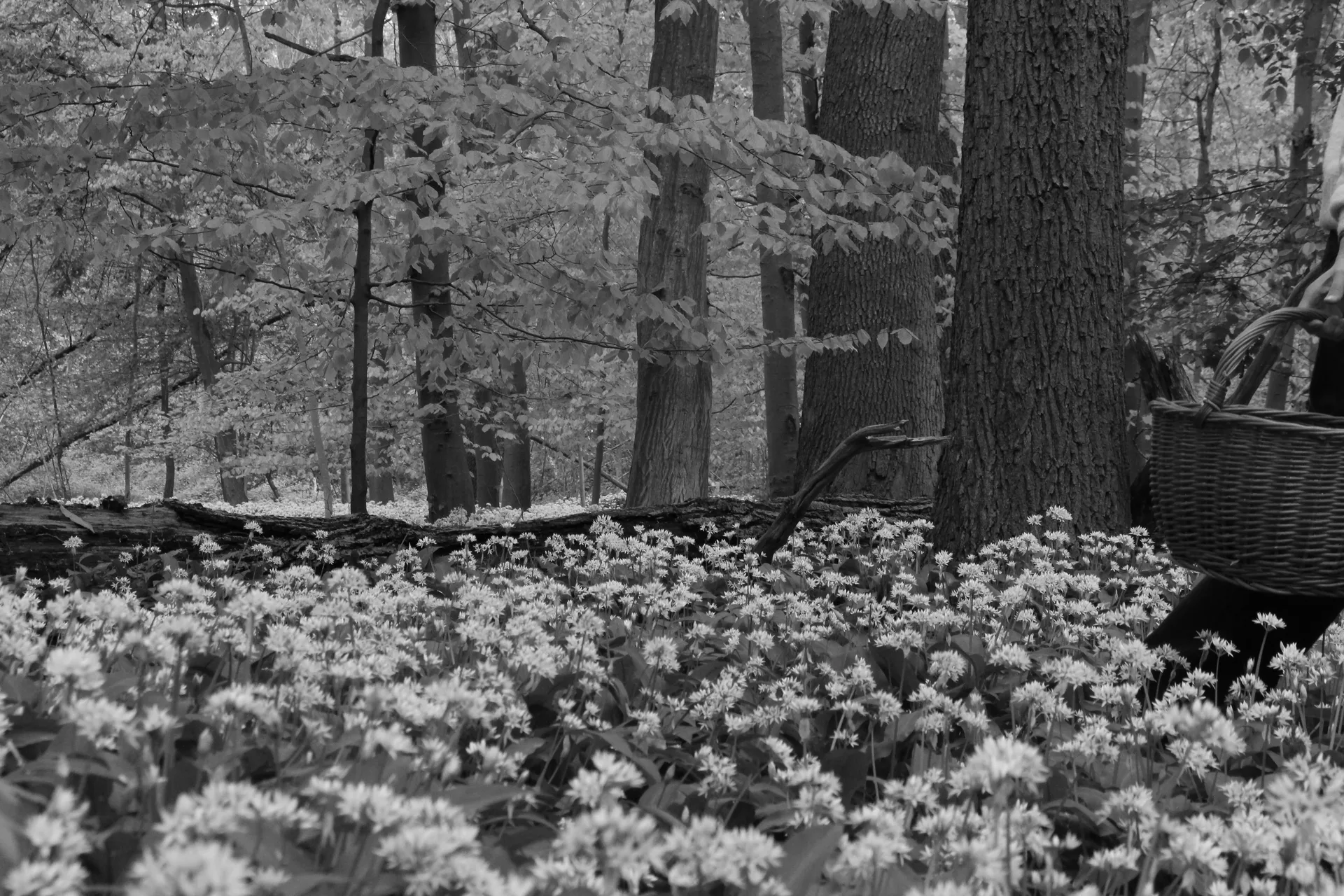 Rüpel — photo 6