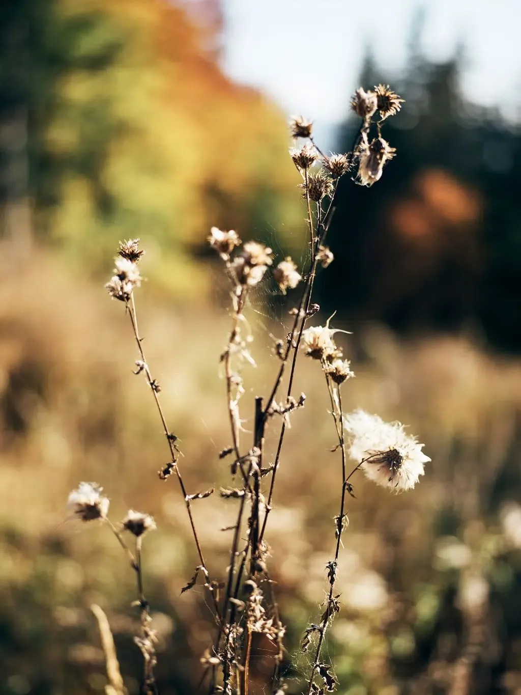 Krenn — food