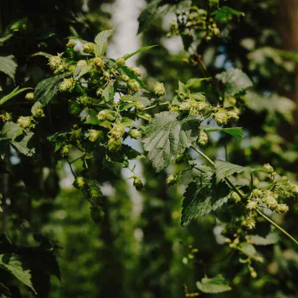 Hopspot — photo 43