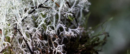 etz — photo 9