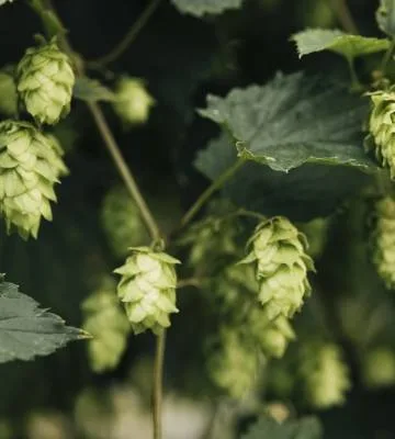 Stiegl-Gut Wildshut, Fridolfing