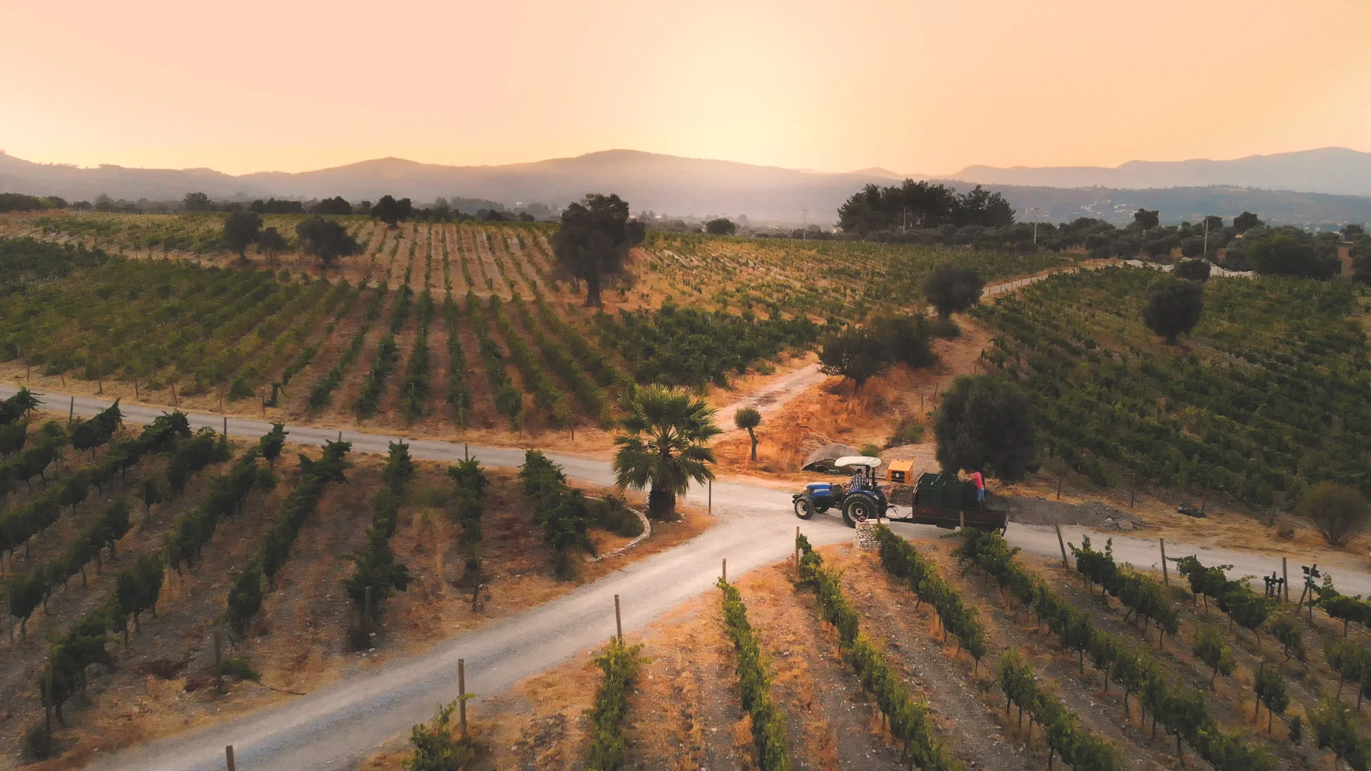 Karnas Vineyards — photo 11