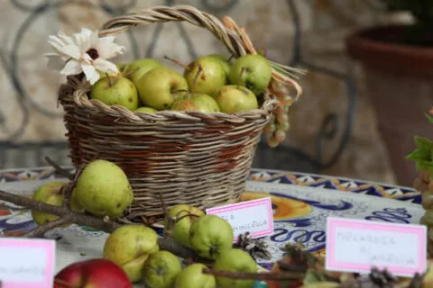 Tenuta del Gallo — photo 20