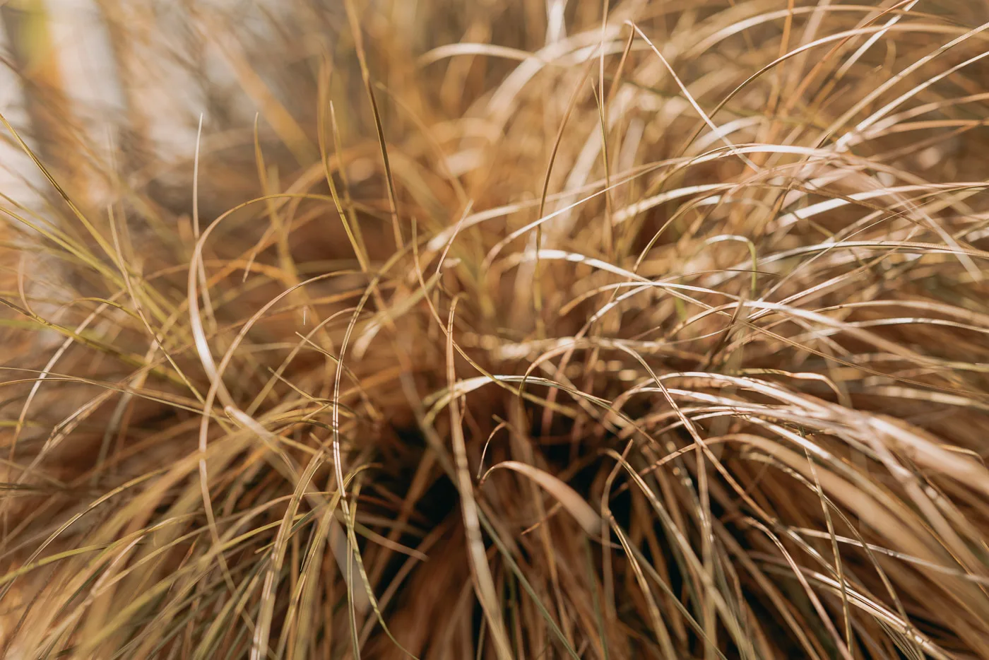 Traube — food