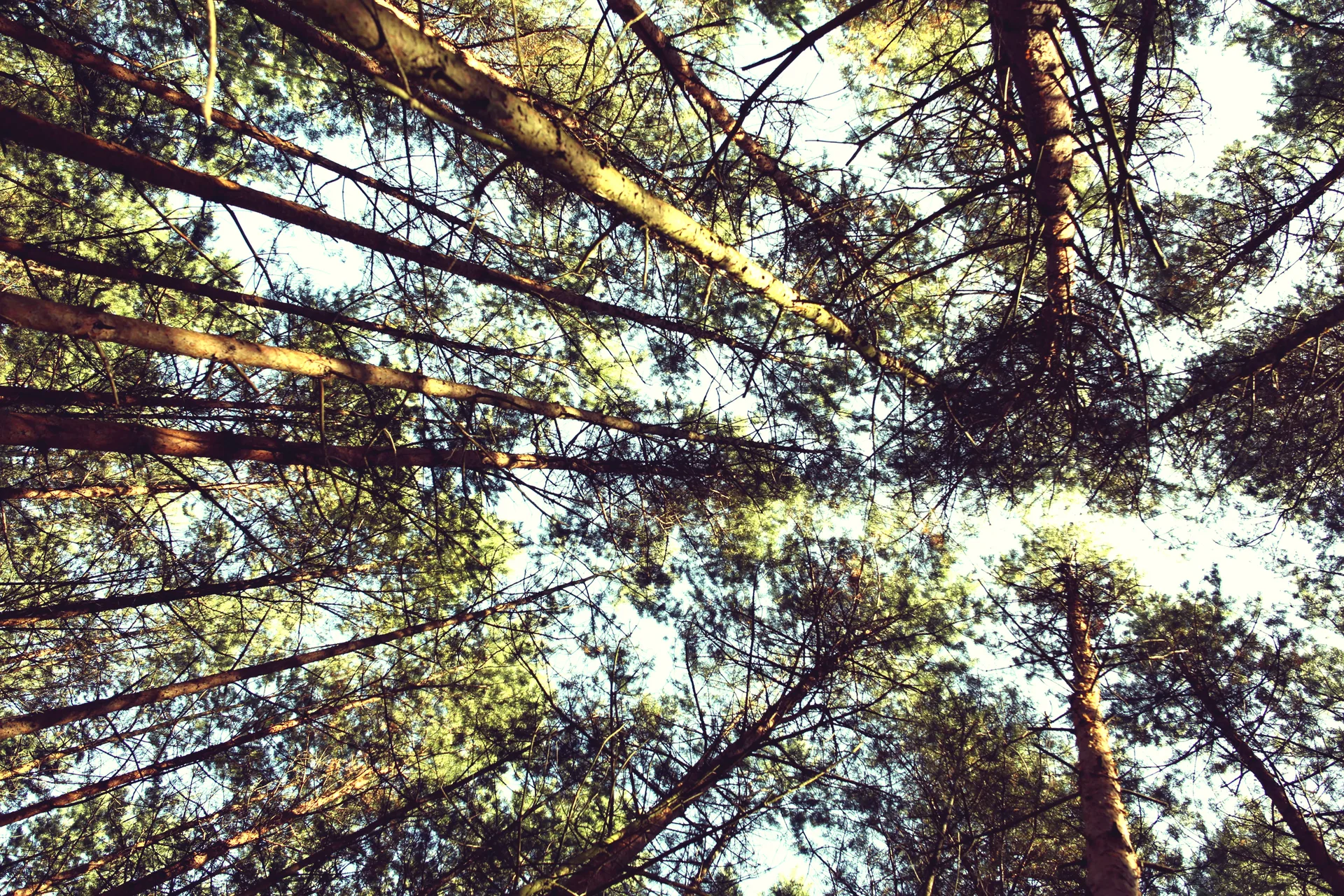 Forsthaus Strelitz — atmosphere