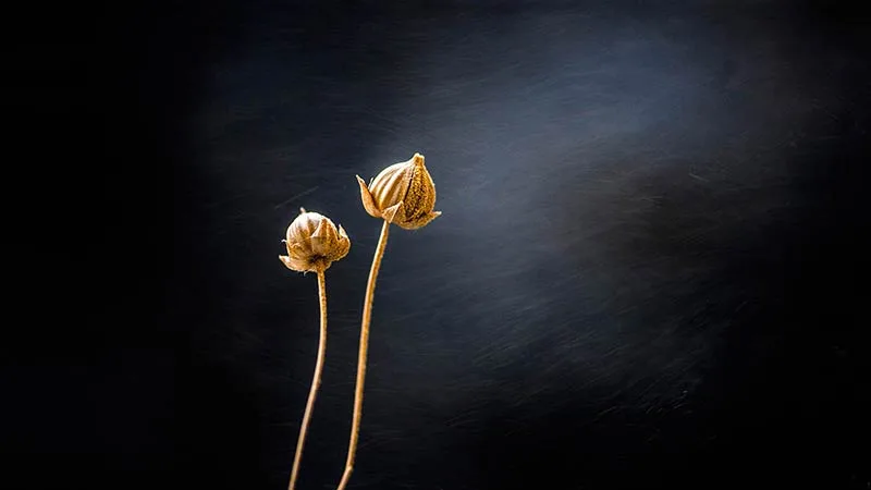 Fleur de Lin, Hannut