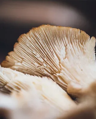 Bloom — food