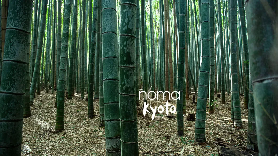Noma — photo 8