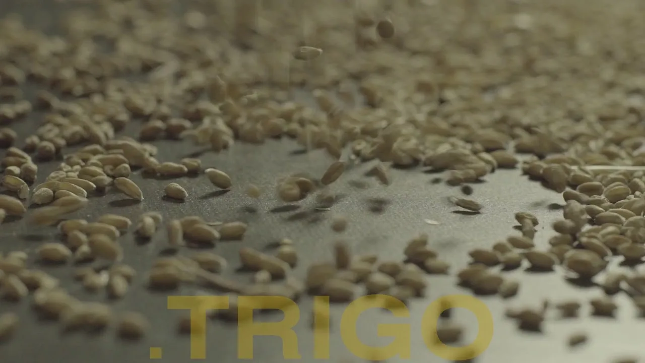 Trigo — food