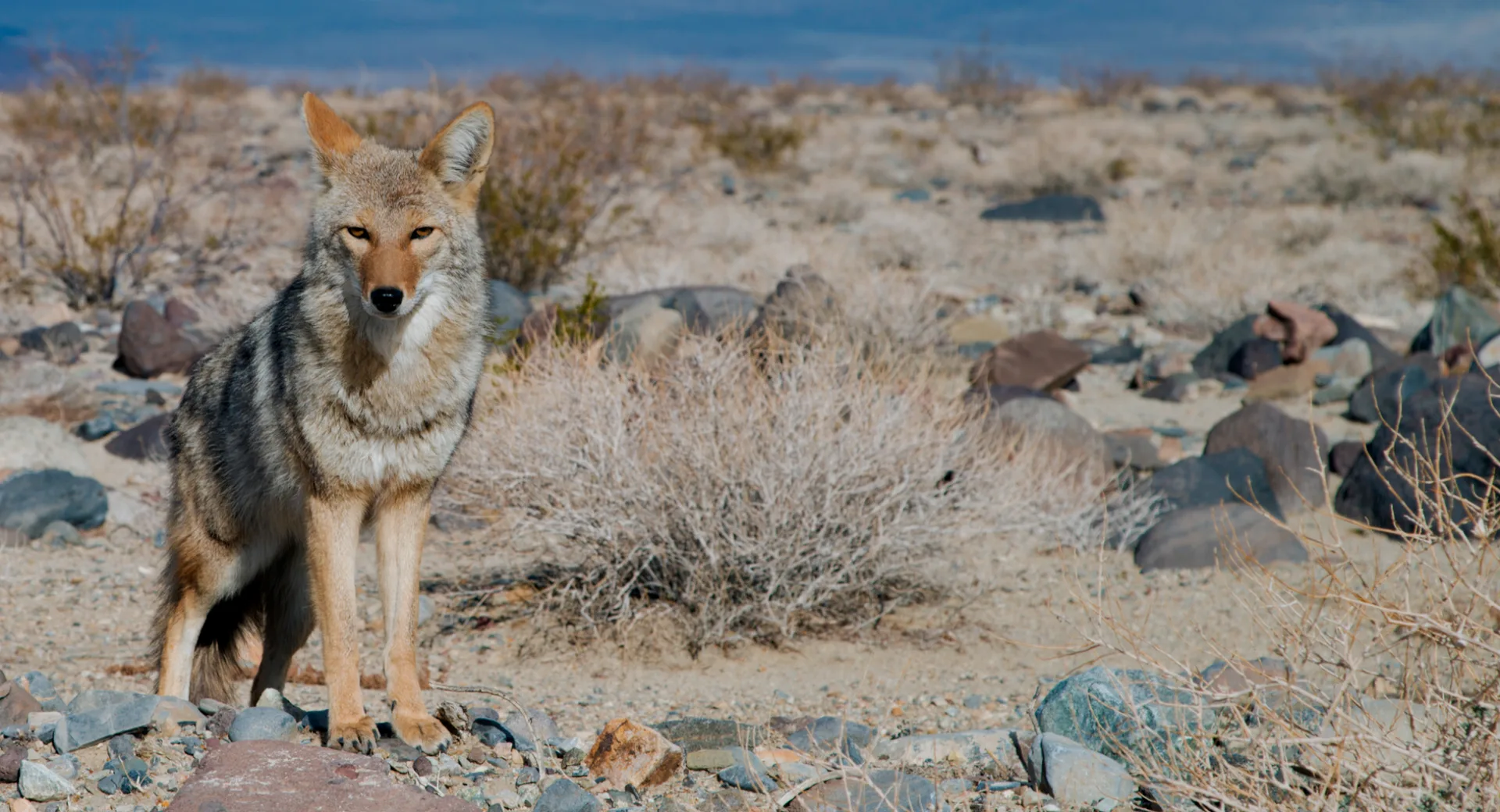 Coyote Café — photo 37