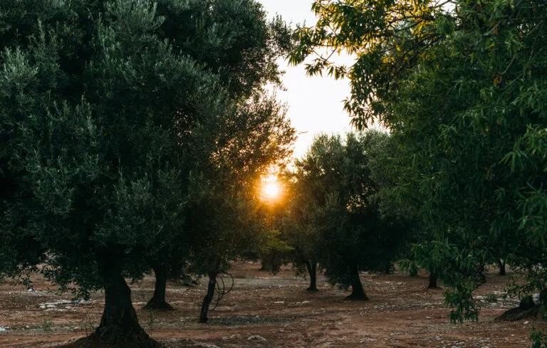 Masseria Moroseta — photo 10